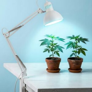 Pflanzenleuchte Canis inkl. LED Grow Tageslichtlampe 10W 1000lm 6500K – Bild 2