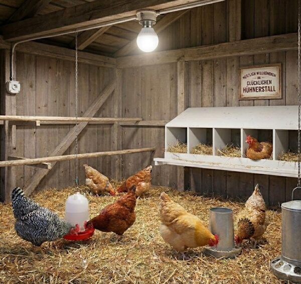 LED Tageslichtlampe für den Hühnerstall - flimmerfrei - 5 Watt 450 Lumen 6500 Kelvin